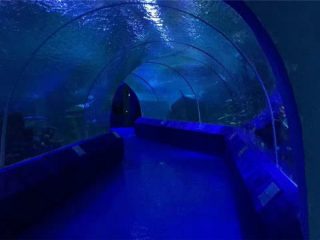 180 ili 90 stepeni akrilne ploče za tunel akvarijuma