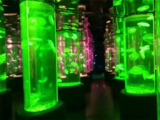 2018 acrylic jellyfish tank dobavljač