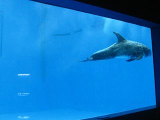 visokokvalitetni akrilni akvarijum akvarijum / bazeni podvodni debeli prozori