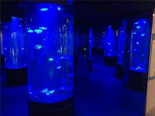akrilni meduz riba akvarijum staklo